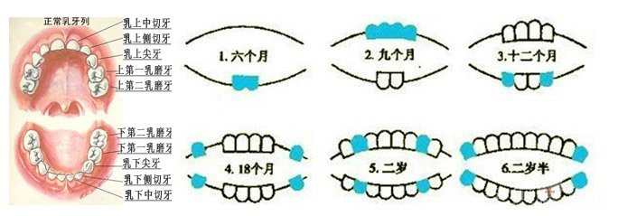 寶寶出牙順序圖在口腔門診經常會遇到有的家長因為自